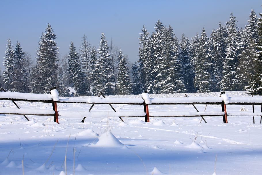 snow, winter, cold, ice, forest, buried, fencing, cold temperature HD wallpaper