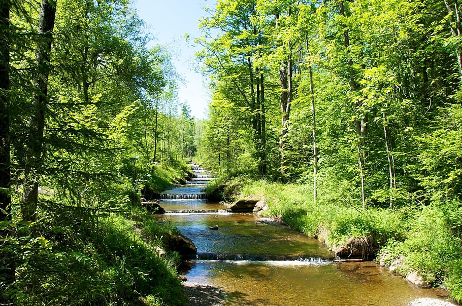 Forest, Bach, Water, Nature, Trees, river, green Color, outdoors HD wallpaper