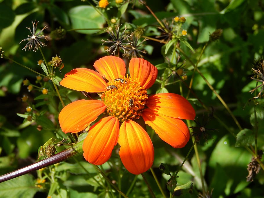 flower, field, insect, beetle, ladybug, flowering plant, freshness HD wallpaper