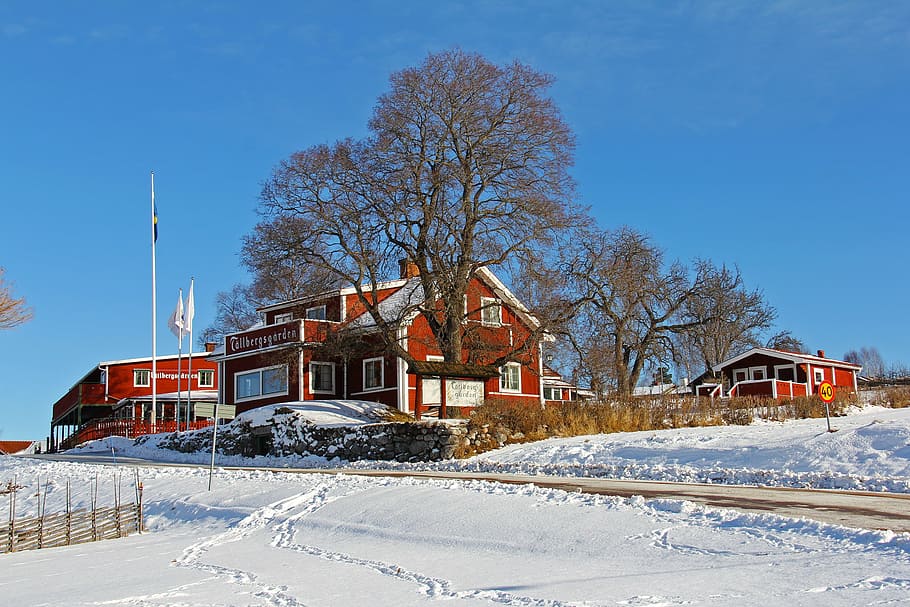 bare tree beside house during daytime, snow, winter, cold, beautiful HD wallpaper