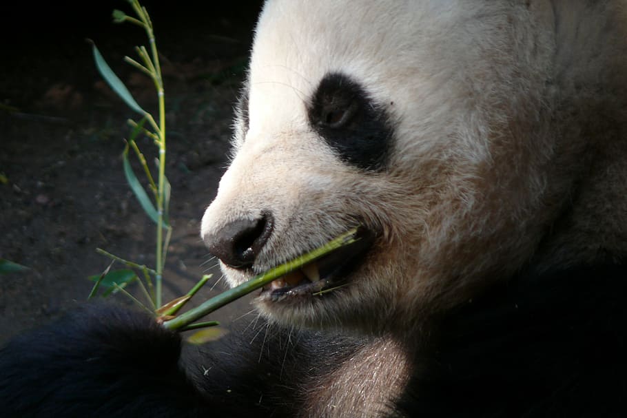 panda bear eating, zoo, san diego, animals, mammals, the bear, HD wallpaper