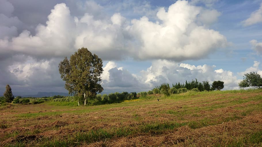 summer, meadow, storm clouds, plant, cloud - sky, land, landscape HD wallpaper