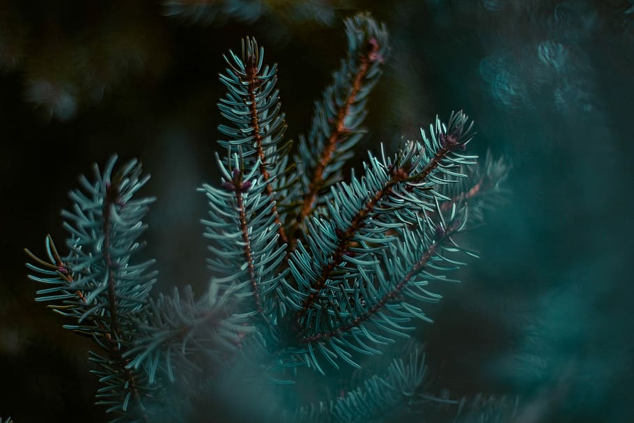 green pine tree in tilt-shift photography, selective focus photography of pine tree leaf HD wallpaper