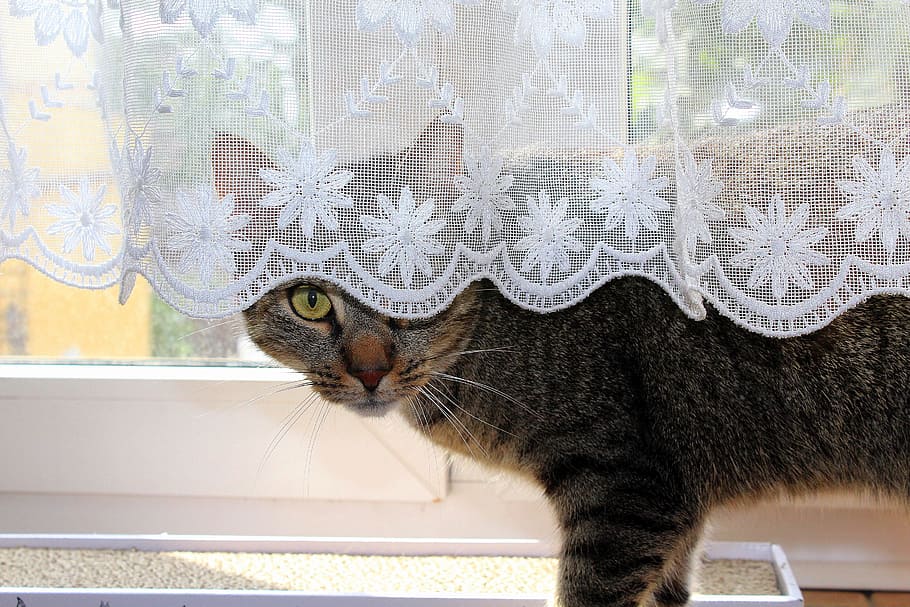 short-coated gray and black cat standing on window, hiding HD wallpaper