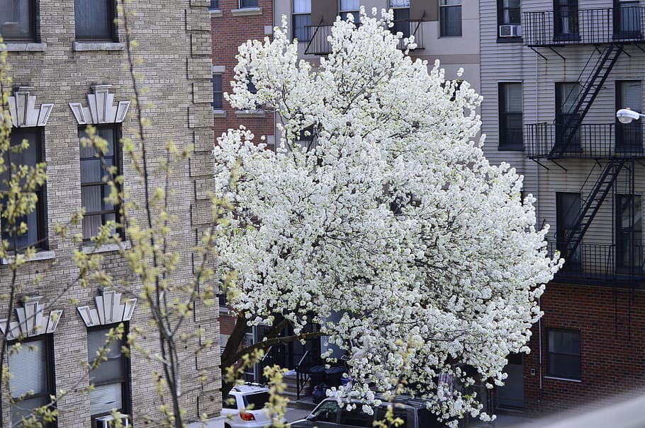 bliss, white, tree, petals, brooklyn, plant, flower, flowering plant HD wallpaper