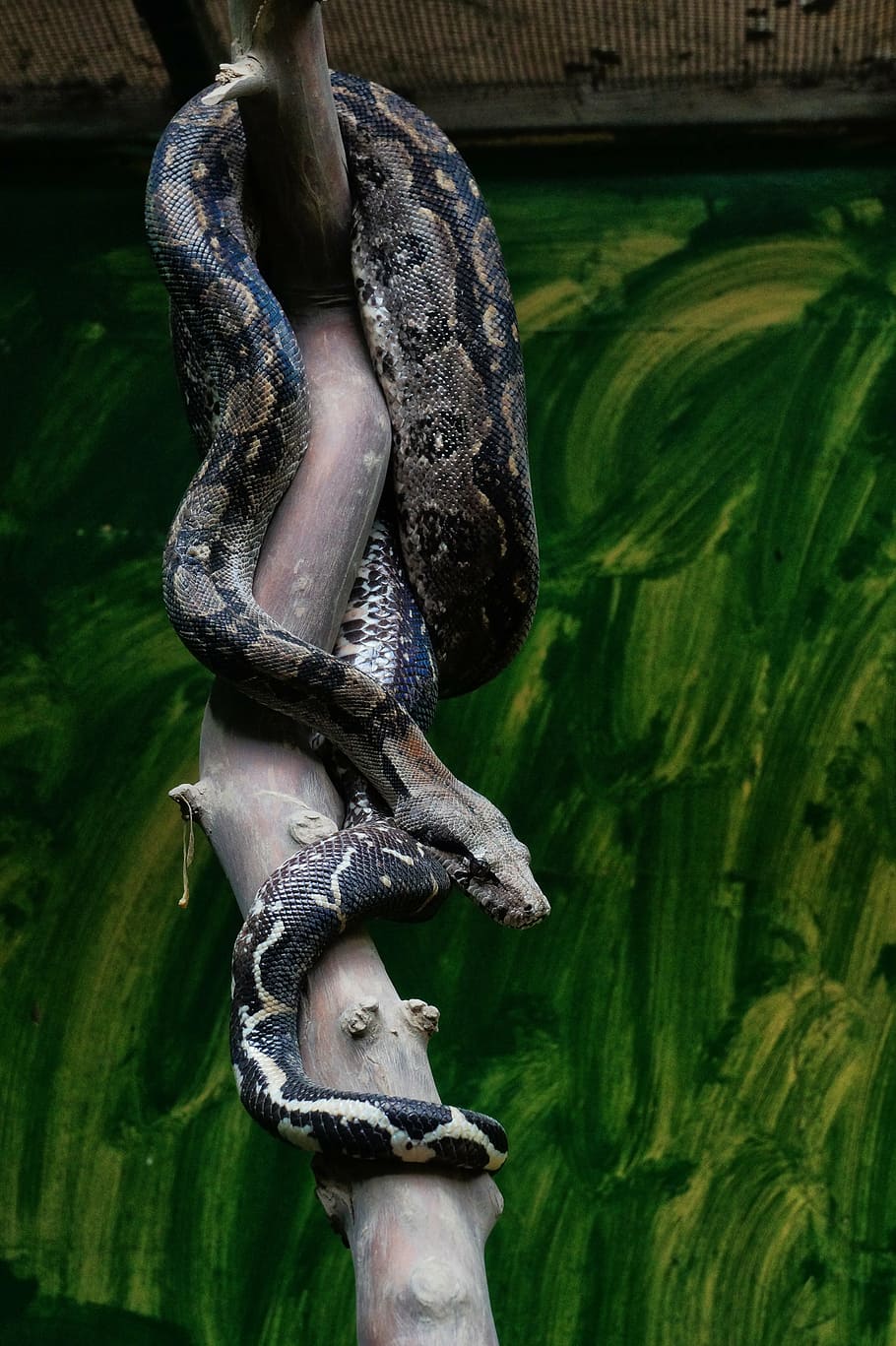 https://c1.wallpaperflare.com/preview/861/897/66/boa-snake-scales-herpetology.jpg