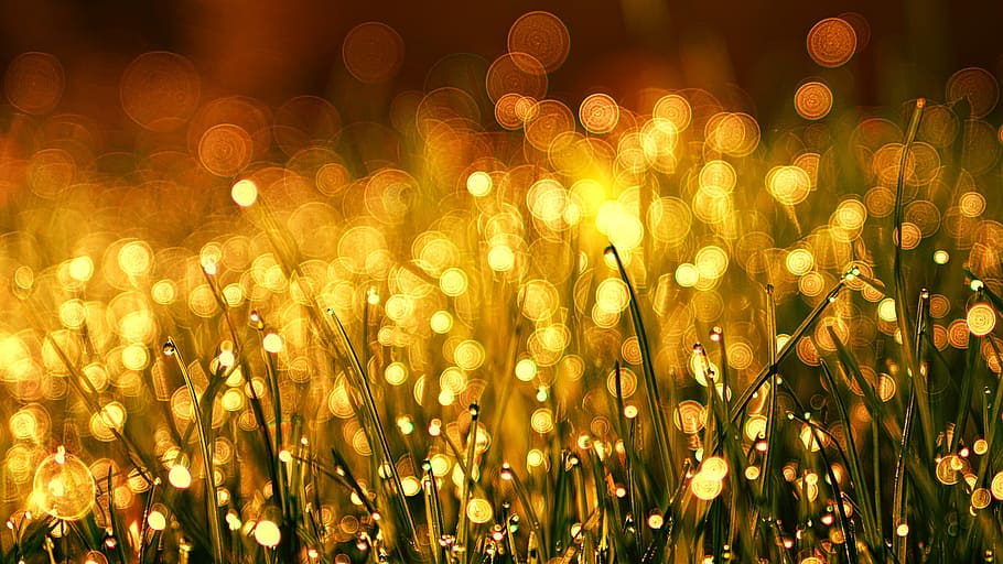 green grass, meadow, golden, dew, bokeh, kringel, copper, plant HD wallpaper