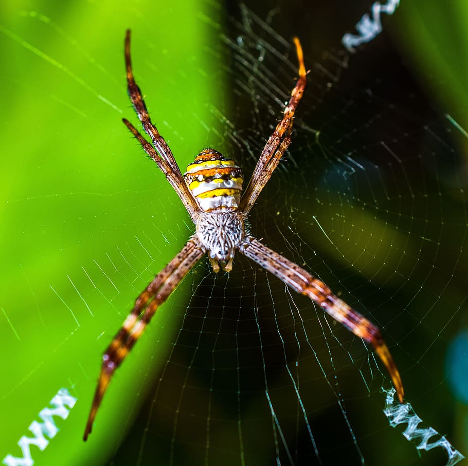 spider, arachnid, network, close, animal wildlife, animal themes HD wallpaper