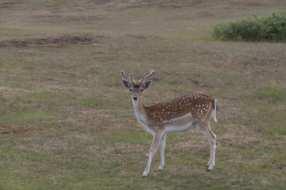 Deer, Dune, Antlers, Grass, Nature, animals in the wild, animal wildlife HD wallpaper
