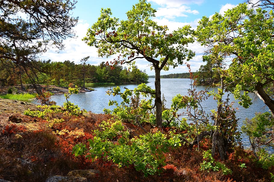 sweden, shaving, restored, water, plant, tree, tranquility HD wallpaper