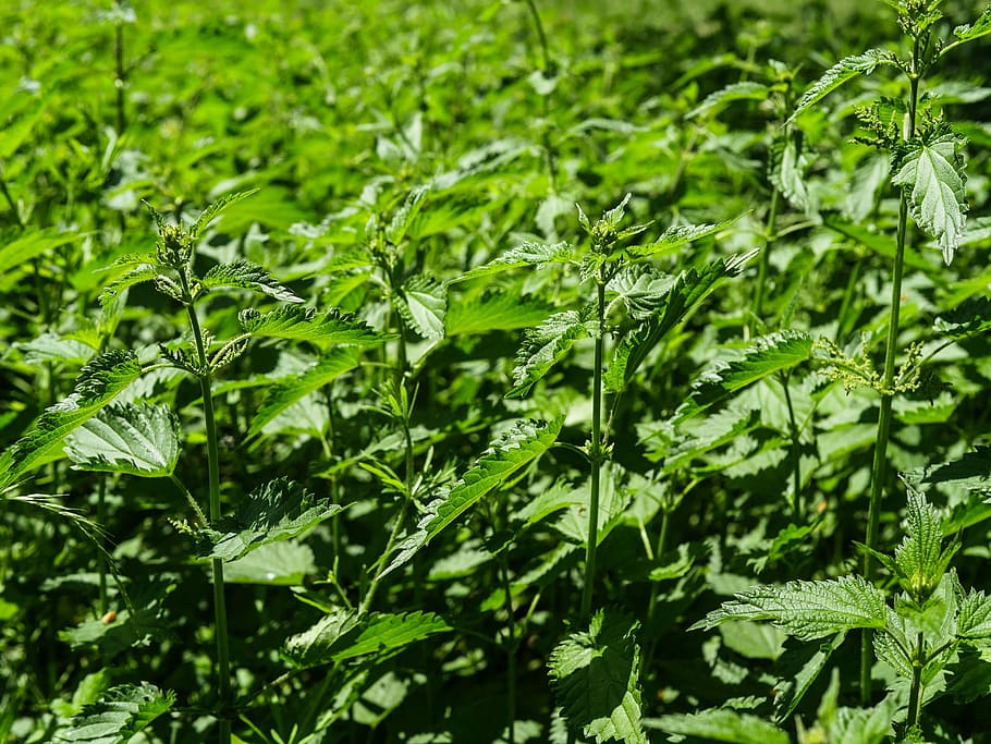 Stinging Nettles, Hives, swelling, painful, urtica, plant, nature