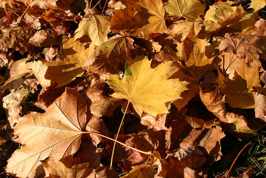 park, forest, autumn, tree, foliage, october, nature, leaf HD wallpaper