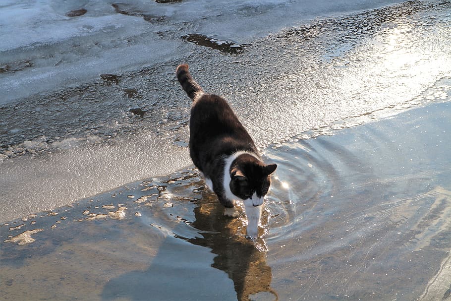 cat, snow, ice, water, nature, outdoors, animal, one animal HD wallpaper