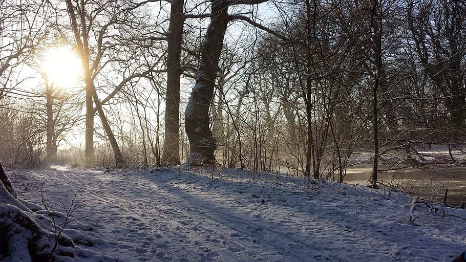 winter, sol, landscape, trees, snow, cold temperature, plant HD wallpaper