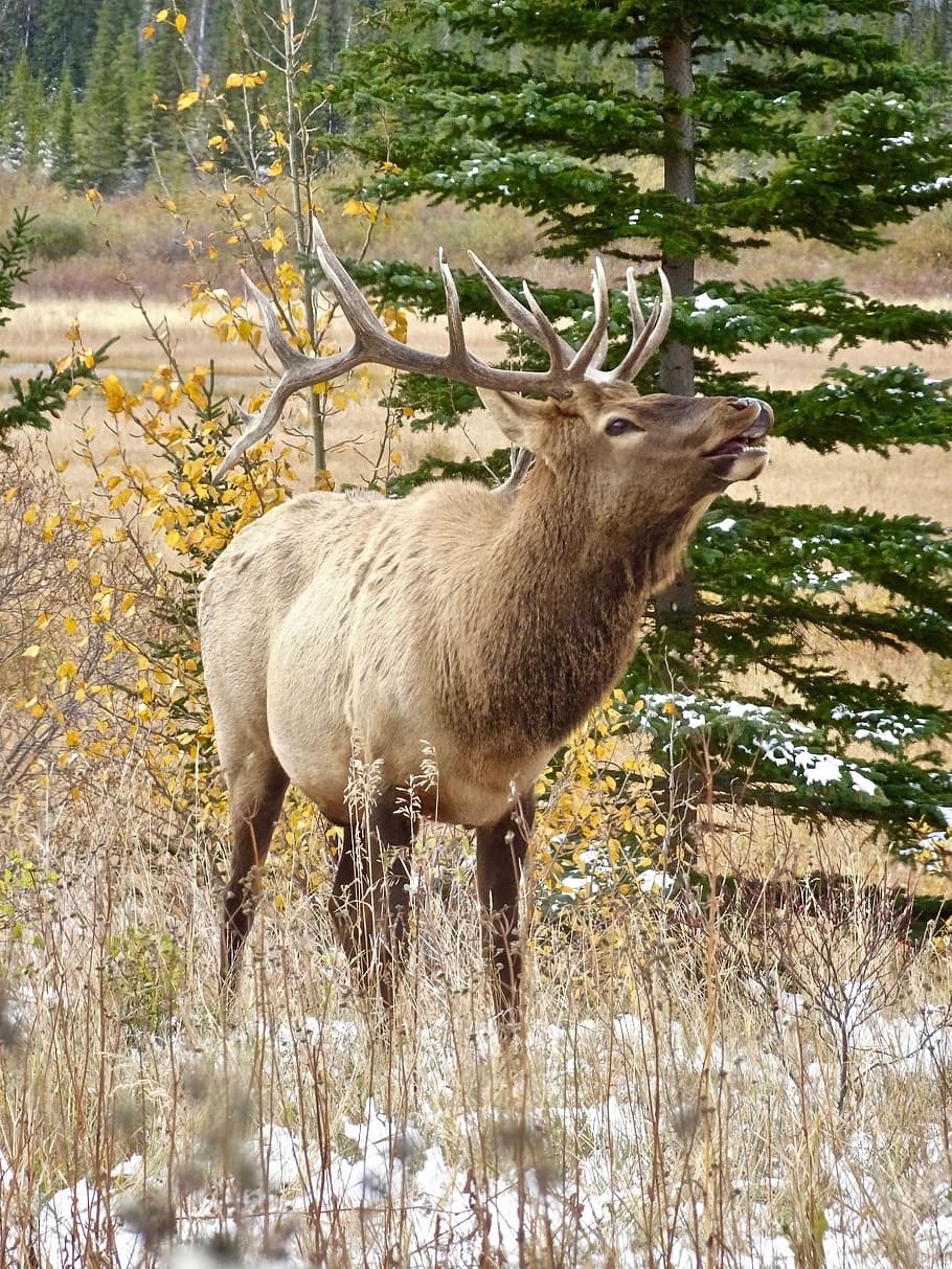 brown moose standing near tree, stag, elk, calling, wildlife HD wallpaper