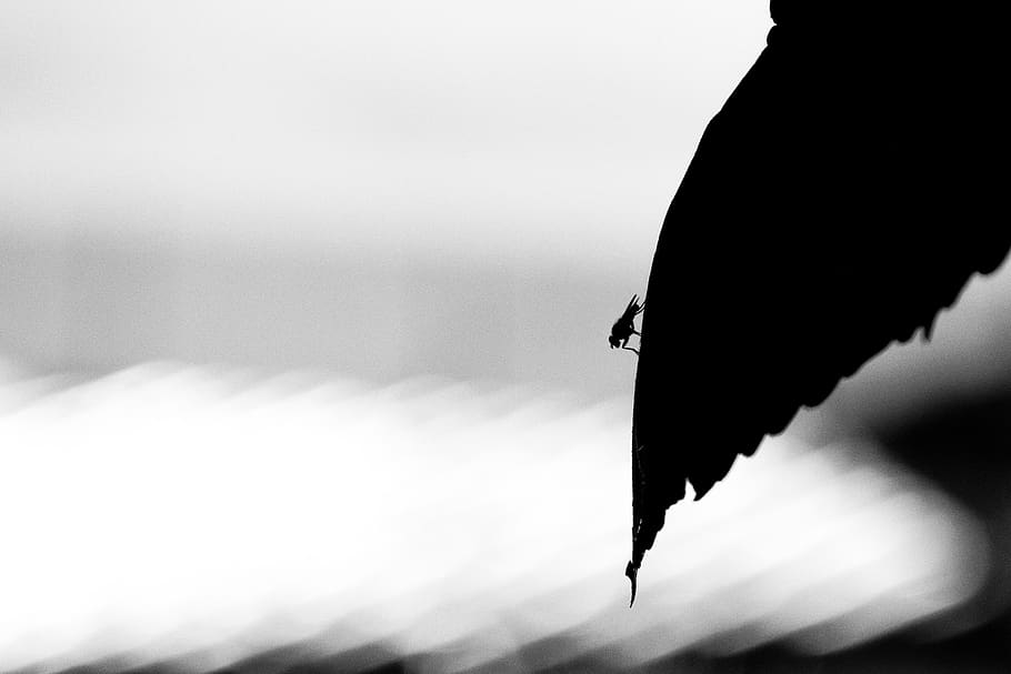 minimalist, fly, leaf, insect, sky, no people, focus on foreground HD wallpaper