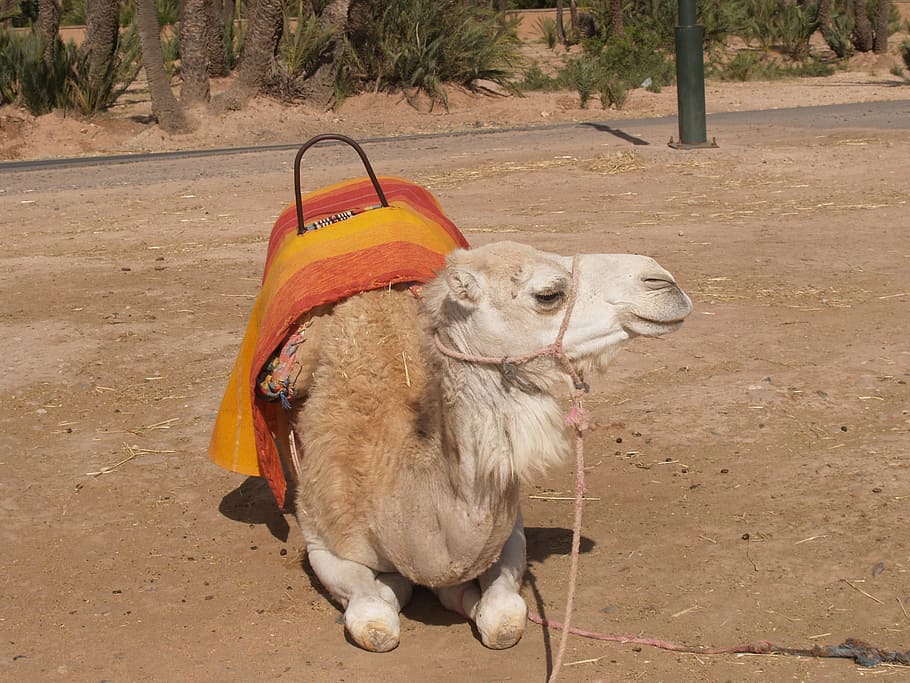 camel, morocco, animals, domestic, pets, domestic animals, mammal HD wallpaper
