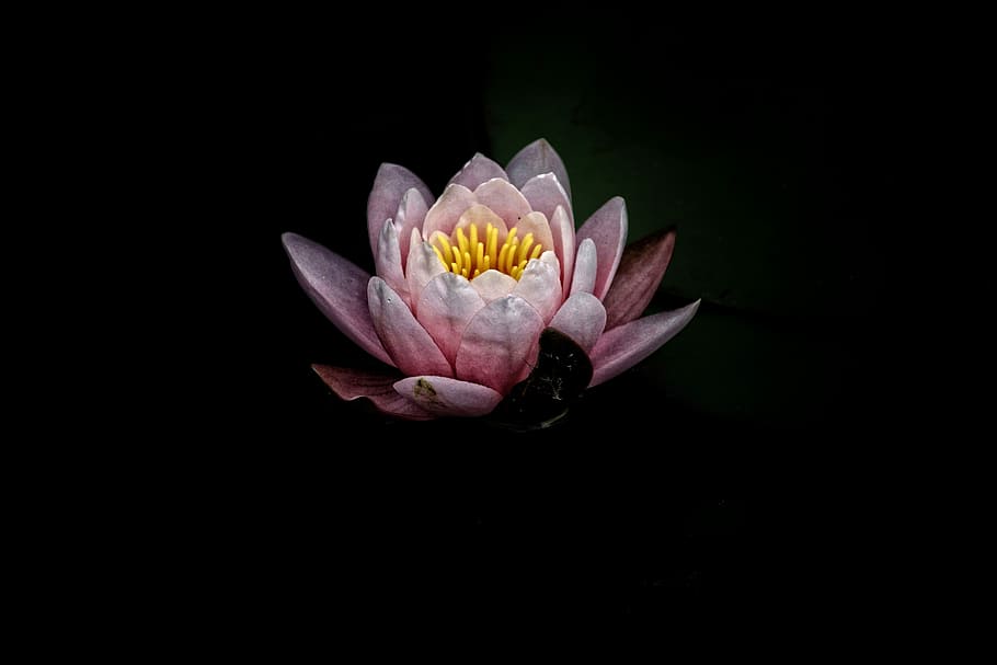 pink lotus photography, pink petaled flowers, water lily, flora, HD wallpaper