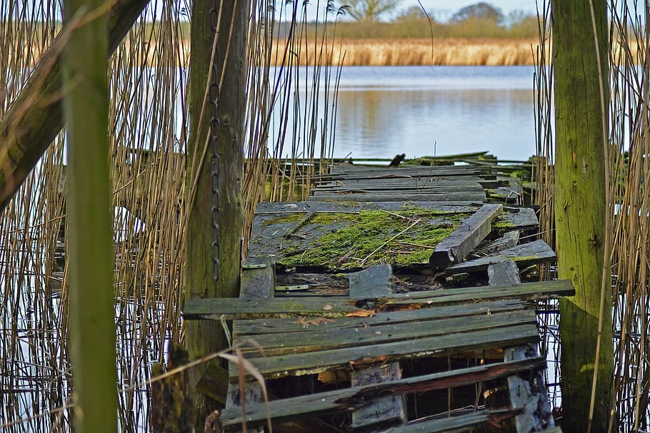 Jetty, Decay, Old, Lake, Reed, Boards, no people, nature, day HD wallpaper