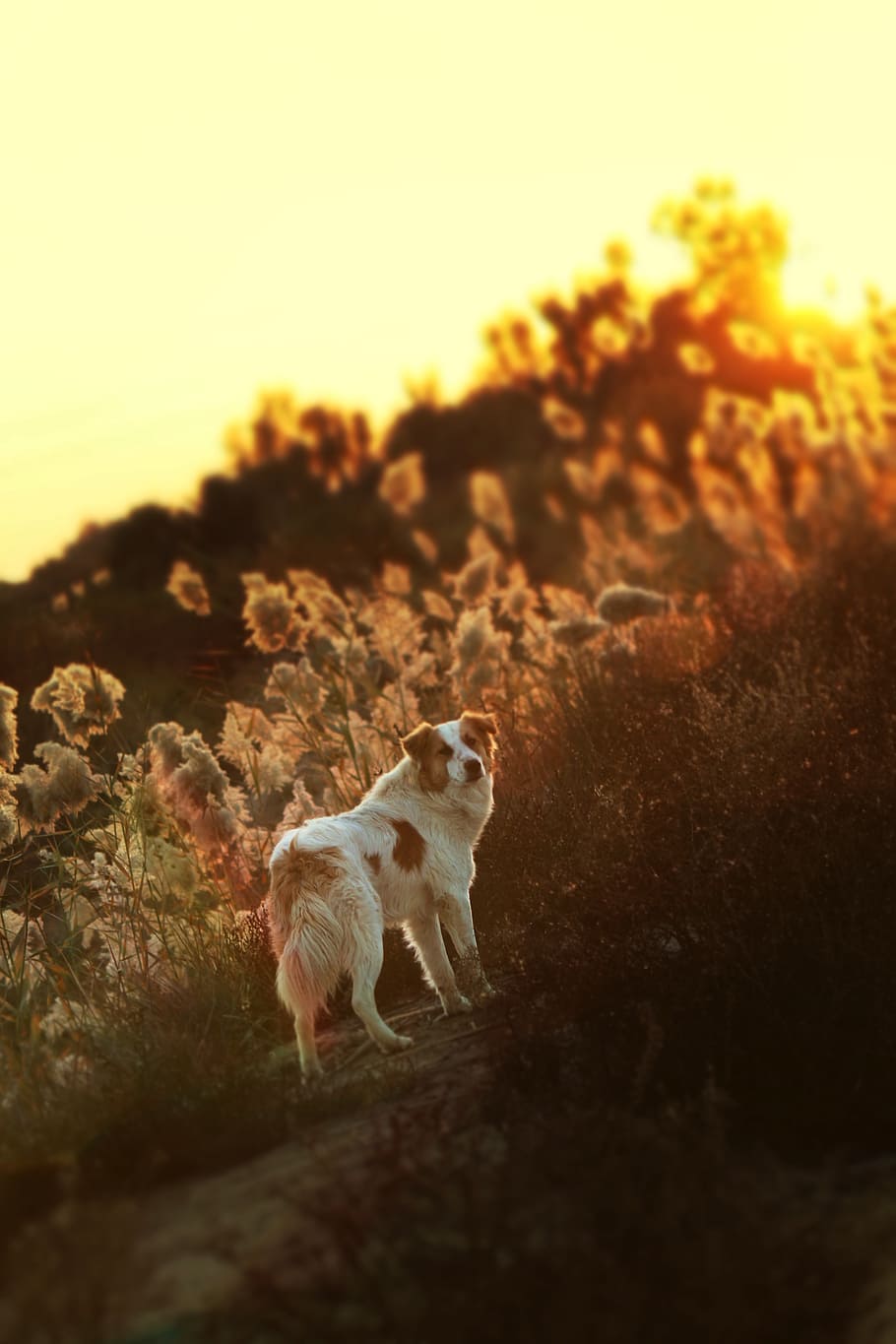 dog standing on flower field, sunset, orange, domestic, shepherd, HD wallpaper