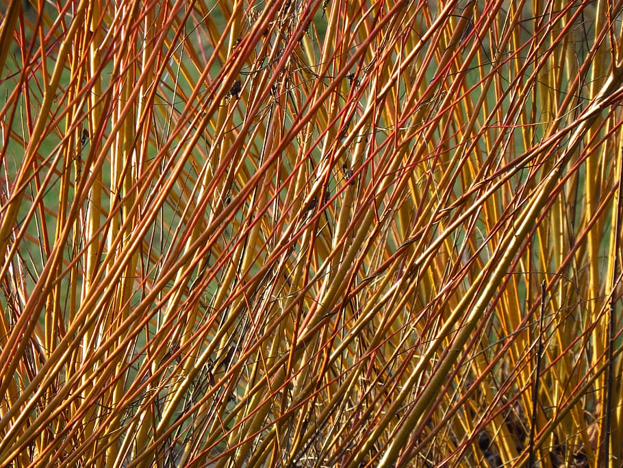 brown fibers, pasture, tree, plant, pollarded willow, branches HD wallpaper