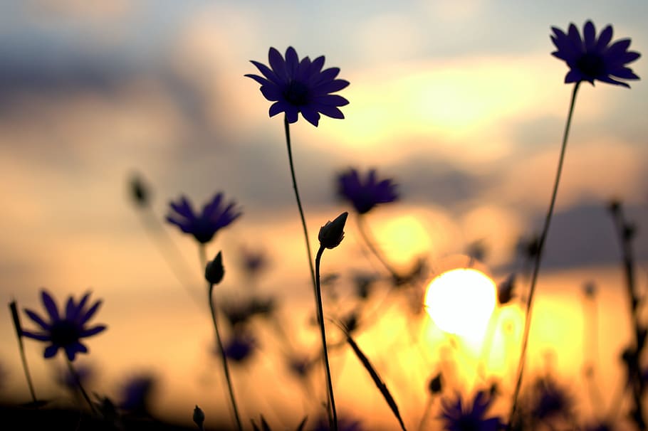 Page 2 | flowers silhouette sunset 1080P, 2K, 4K, 5K HD wallpapers free