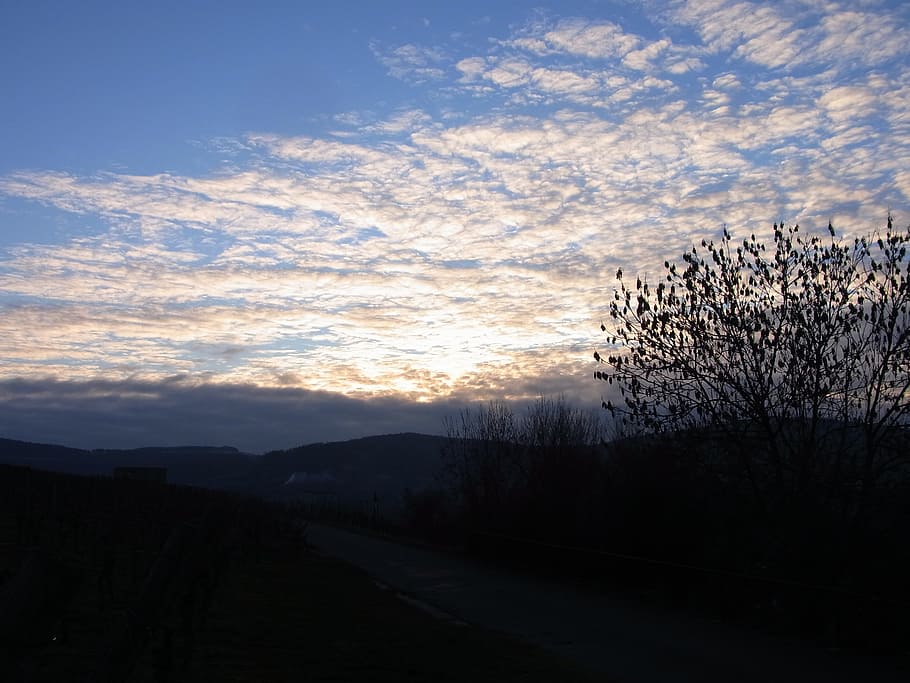 clouds, sky, weather, twilight, nature, sunrise, tree, cloud - sky HD wallpaper