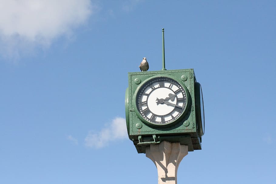 clock, seabird, sky, time, architecture, low angle view, built structure HD wallpaper