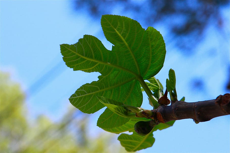 fig leaf, tree, fruits, nature, branch, blue, summer, sky, outdoors HD wallpaper
