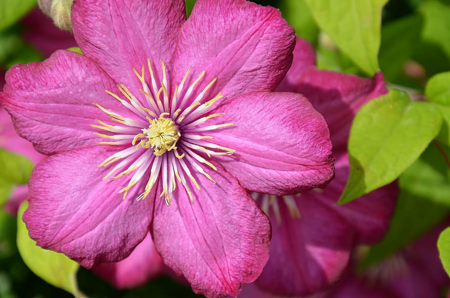 clematis, blossom, bloom, flower, plant, flowering plant, fragility HD wallpaper