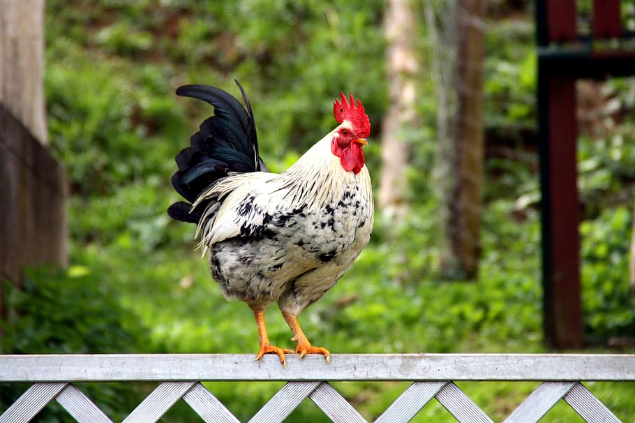 hahn, farm, poultry, cockscomb, gockel, rooster head, red, plumage, HD wallpaper