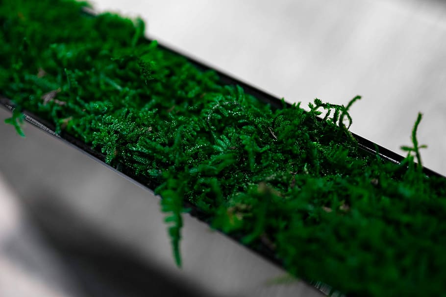 Plants in flowerpots on an exhibition, exposition, green Color HD wallpaper