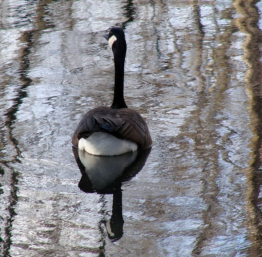 Goose, Water, Wings, Feather, Wildlife, beak, dom, outdoor HD wallpaper