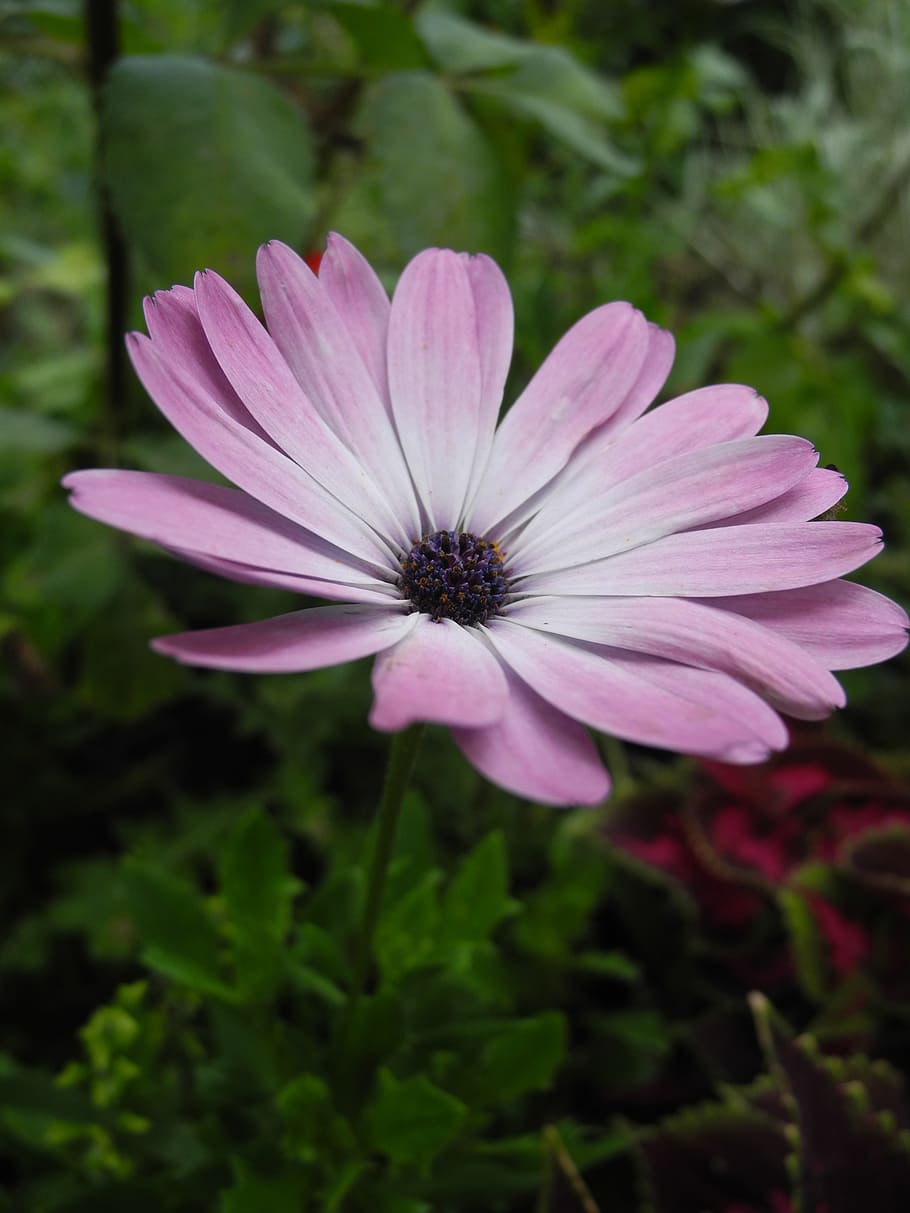pink flower, gradient, garden, macro, nature, flowering plant HD wallpaper