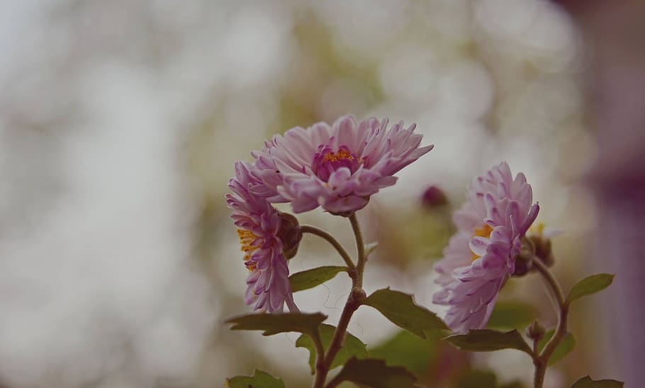 Pink Petaled Flowers, bloom, blooming, blossom, blur, bright HD wallpaper