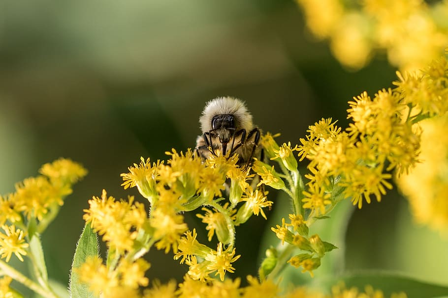 bee, nectar, pollination, summer, forest, macro, nature, pollen HD wallpaper
