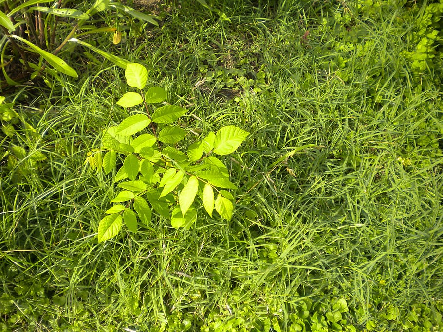 beech, tree sapling, weeds, garden, nature, green color, plant HD wallpaper