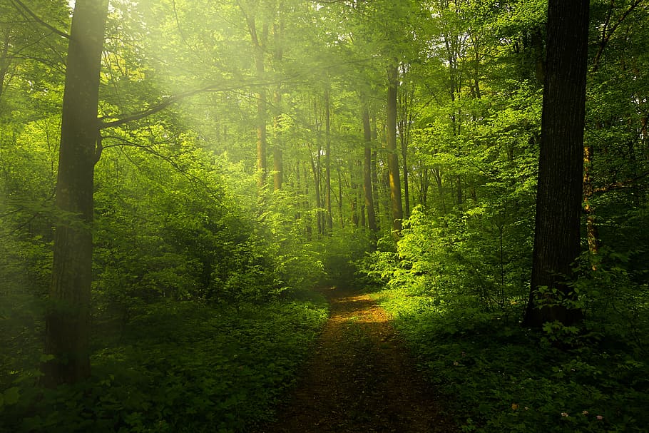 dirt road in middle of forest, light, rays, landscape, forest landscape HD wallpaper