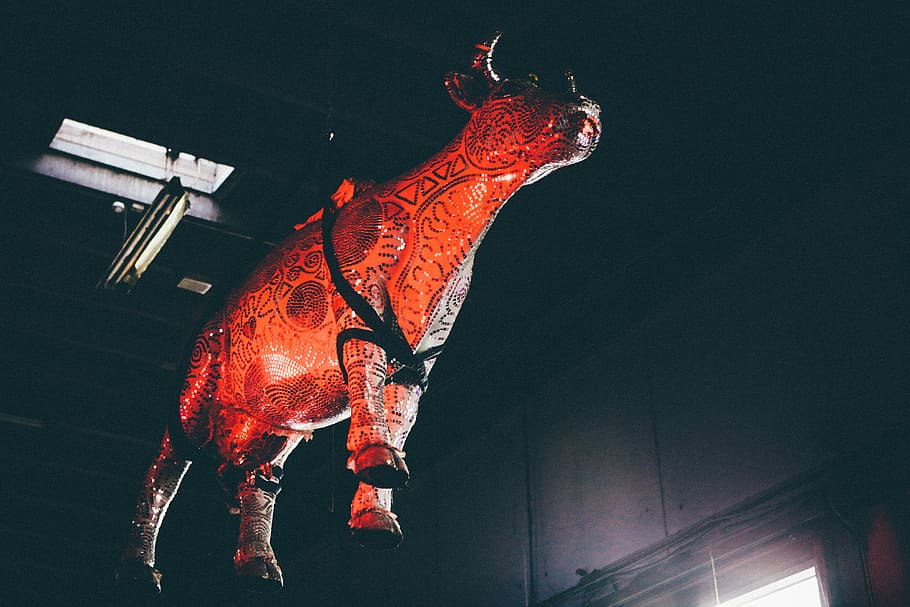 red and black animal hang on ceiling inside room, hanging bull decor near wall HD wallpaper