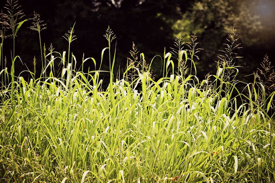 grass, grenn, summer, green, nature, plant, growth, beauty in nature HD wallpaper