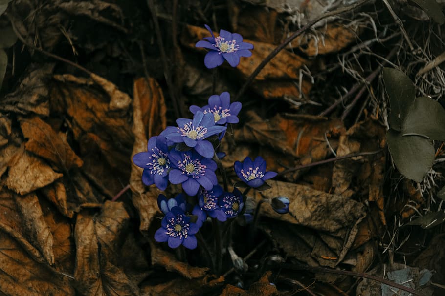 purple flowers on ground, blue flowers, spring flower, violet flower HD wallpaper