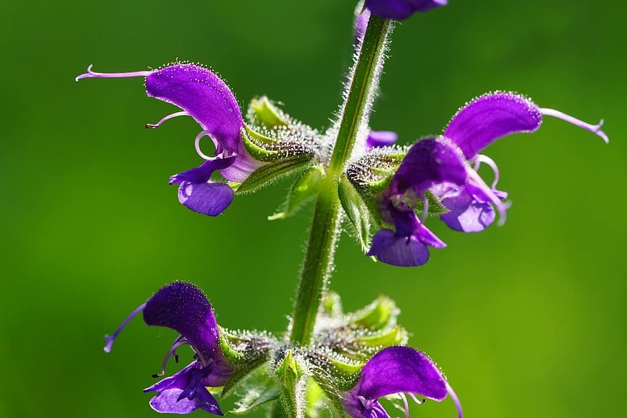 purple flowers, wild sage, violet, spring, plant, flowering plant HD wallpaper
