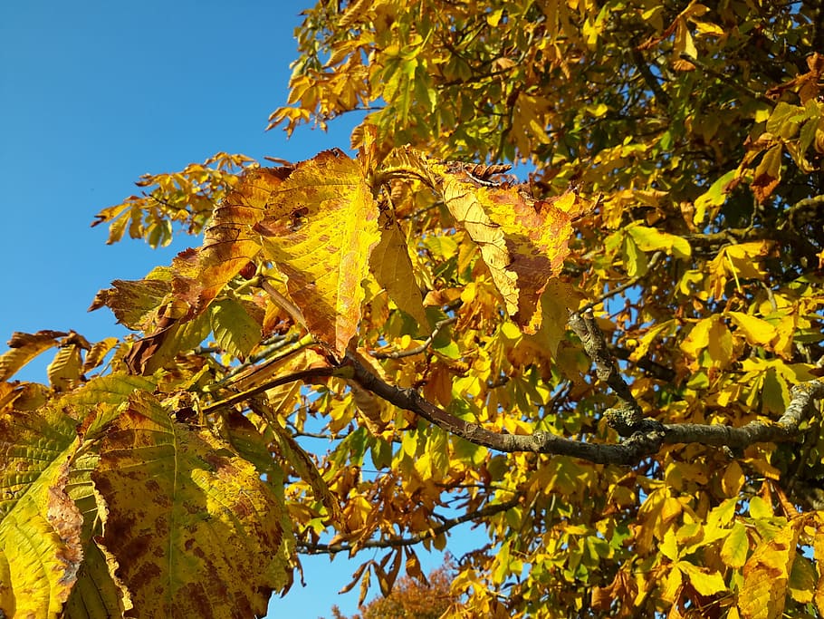 Autumn, Leaves, Tree, Nature, fall foliage, chestnut, fall color HD wallpaper