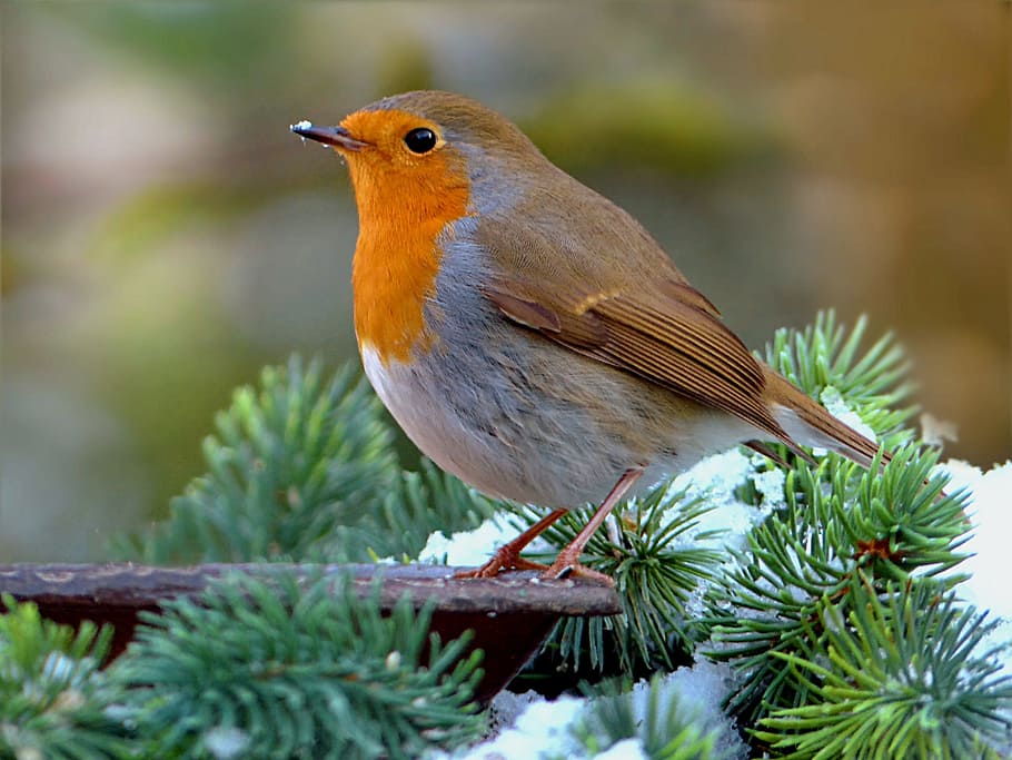 selective focus photography of Eurasian robin, erithacus rubecula, HD wallpaper