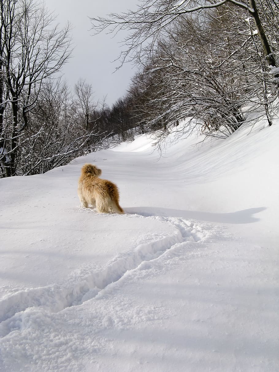 snow, forest, wolf, white, dog, park, friend, footprint, pet HD wallpaper