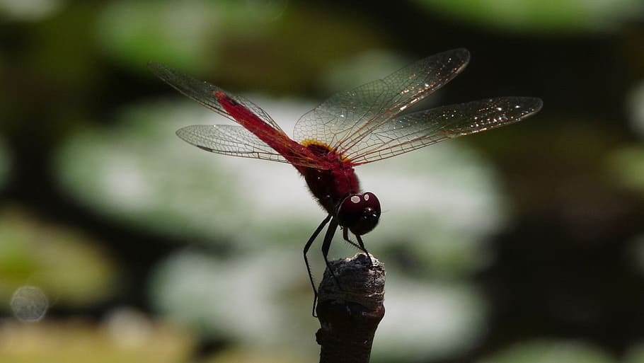 dragonfly, insect, nature, red, marsh, macro, animal, animal Wing HD wallpaper