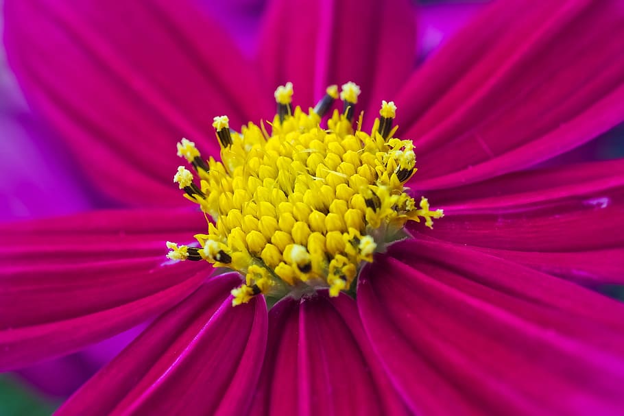 flower, gerbera, blossom, bloom, nature, close, yellow, red HD wallpaper
