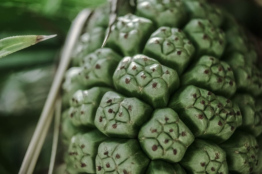 fruits, green, nature, texture, food and drink, freshness, green color HD wallpaper