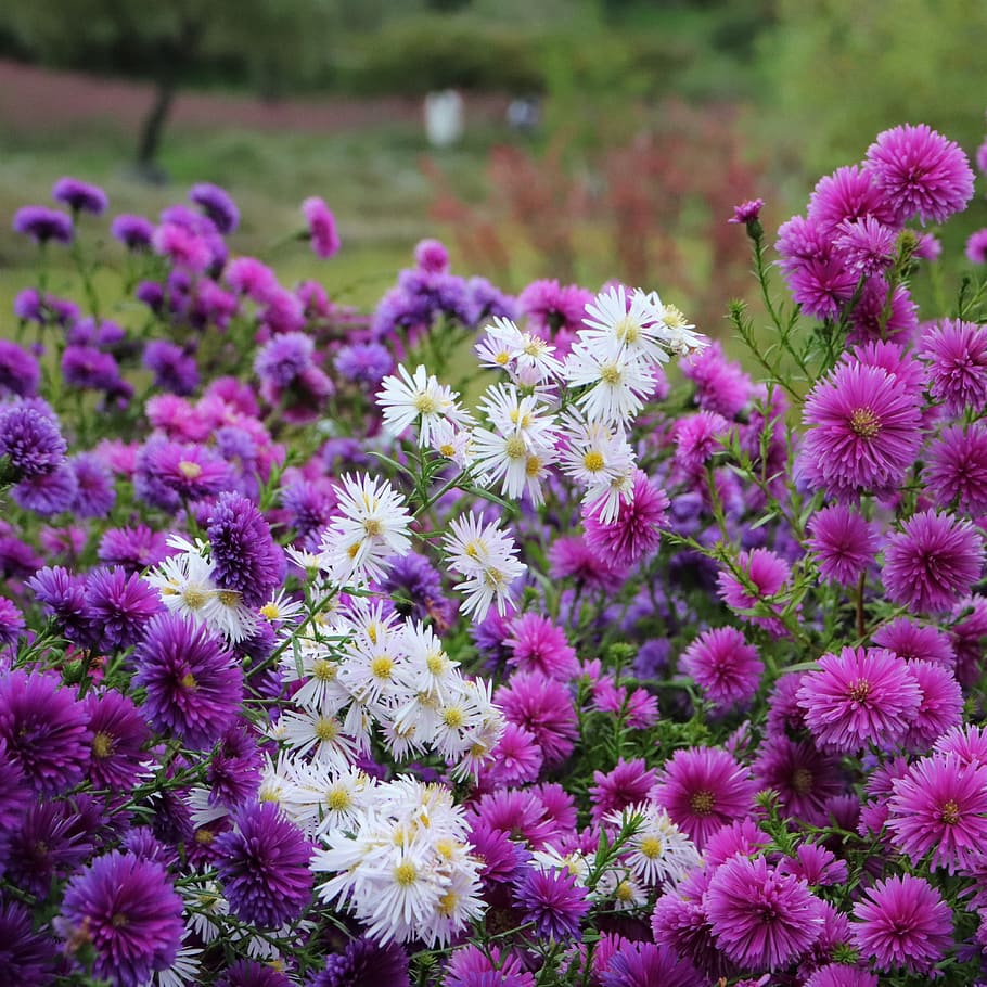 wallpapers, background, screen, flowers, petal, petals, plants HD wallpaper