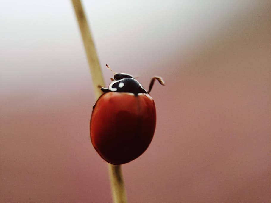 selective focus photography of brown bug, red and black ladybug HD wallpaper